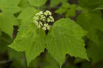 Mapleleaf viburnum